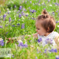 Bluebonnets